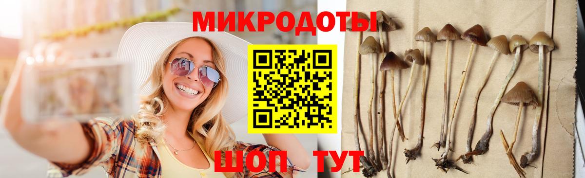 Галлюциногенные грибы Psilocybe Электрогорск
